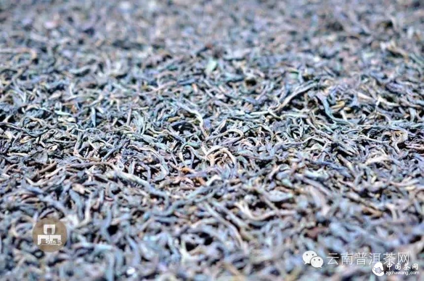 古樹(shù)紅茶采摘、加工、沖泡