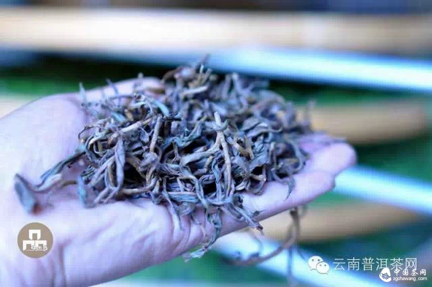 古樹(shù)紅茶采摘、加工、沖泡