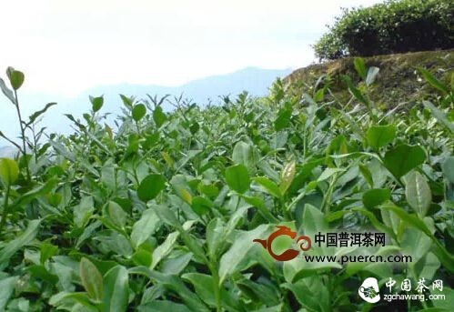 鐵觀音到底一斤值多少錢？ 