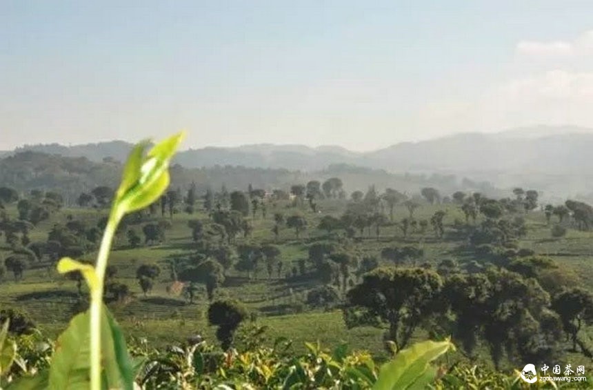 普洱茶的身份證:二維碼標識可追溯系統