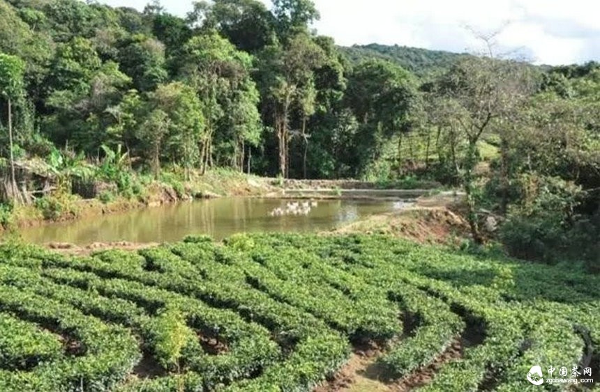 普洱茶的身份證:二維碼標識可追溯系統