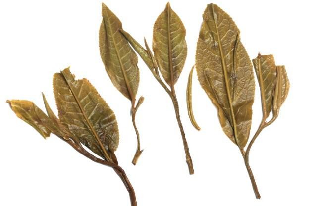 泡過(guò)的易武普洱茶葉