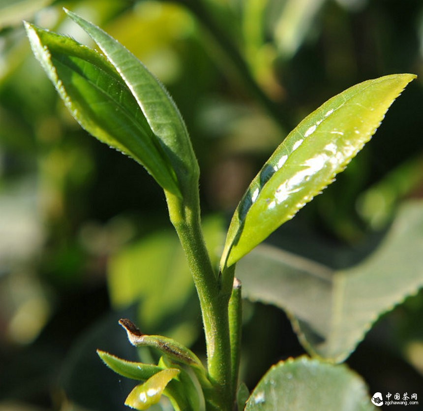 中國茶的用戶(hù)時(shí)代才剛開(kāi)始