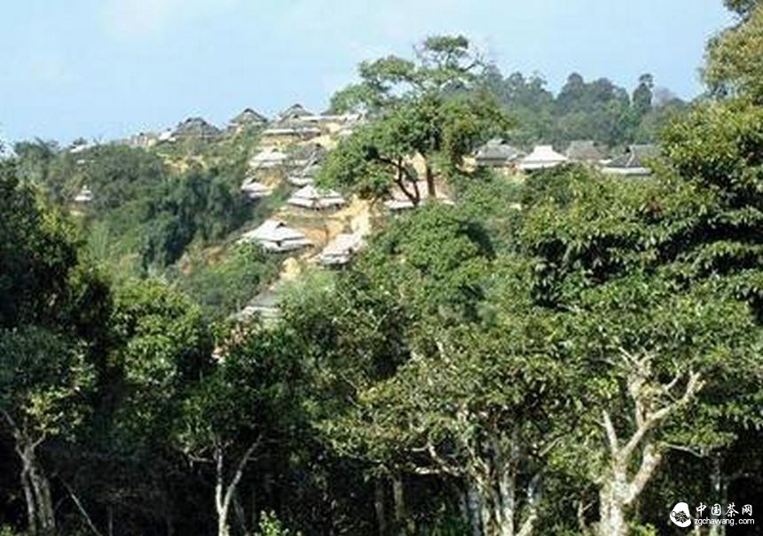 普洱茶投資分析:普及文化才能從根本上推動(dòng)古樹(shù)茶的發(fā)展