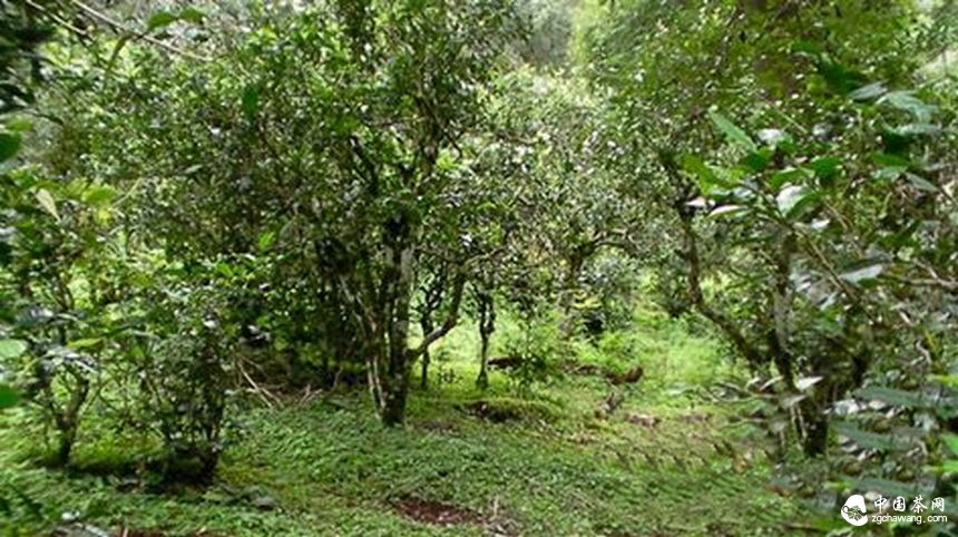 夏秋早管理 來(lái)年春茶好