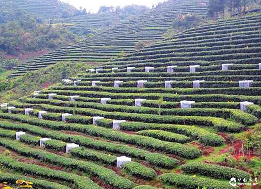 有機茶園害蟲(chóng)生物防治原理