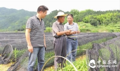 冷市鎮(zhèn)黨委書記周華山（右一）深入苗圃基地檢查茶苗生長(zhǎng)情況。陳輝球 攝
