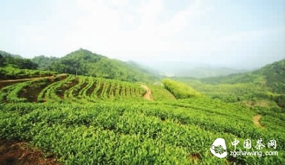 青山環(huán)繞下的水龍有機(jī)茶園基地。曾亮 攝