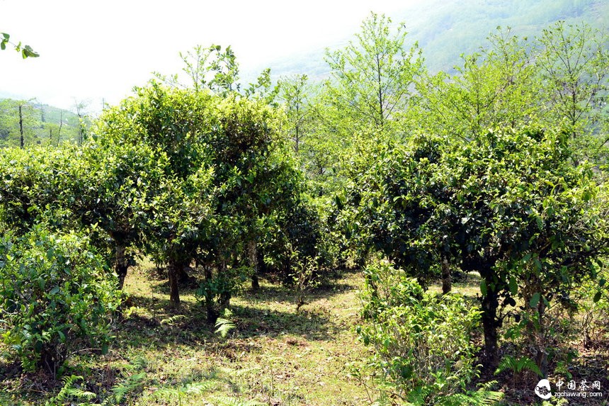 普洱古茶有機(jī)茶加強(qiáng)防治措施