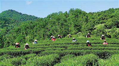 五指山水滿茶場。通訊員
