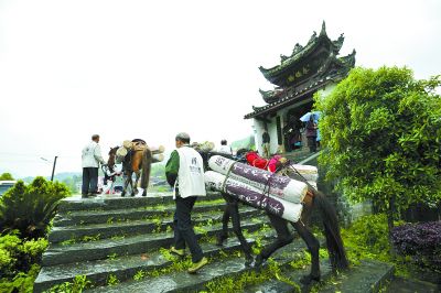 4月17日，安化縣江南鎮(zhèn)茶馬古道景區(qū)，馱著千兩茶的馬隊(duì)正在向游客展示當(dāng)年這條古道上的風(fēng)采和繁華。