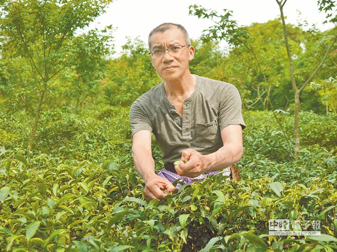 科技人舍百萬(wàn)年薪 返鄉(xiāng)復(fù)種三芝茶