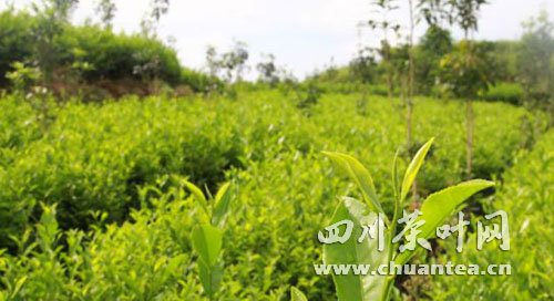 田興茶葉