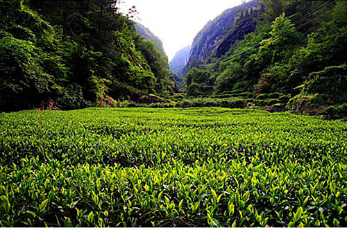 生態(tài)茶園