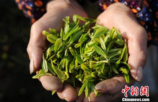 一年之中品質(zhì)最好的廬山云霧茶“明前茶”開(kāi)始進(jìn)入市場(chǎng)?！『鷩帧z