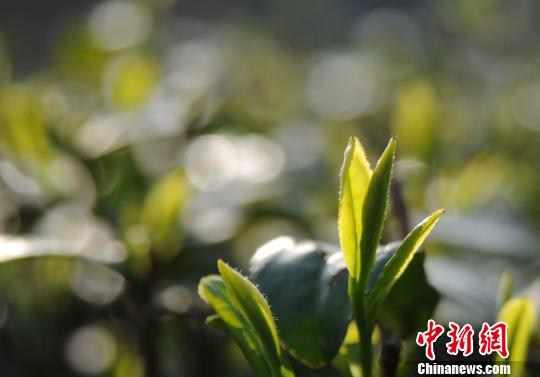 今年以來(lái)，受持續陰雨影響，廬山云霧茶產(chǎn)區春茶開(kāi)采期較往年有所推遲?！『鷩帧z