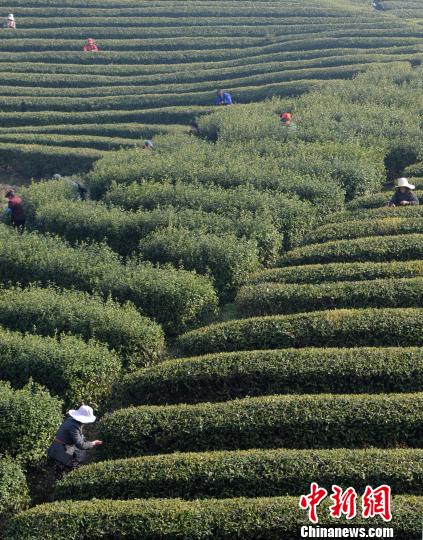 采茶工在江西省廬山北山茶廠(chǎng)種植基地采摘廬山云霧“明前茶”?！『鷩帧z