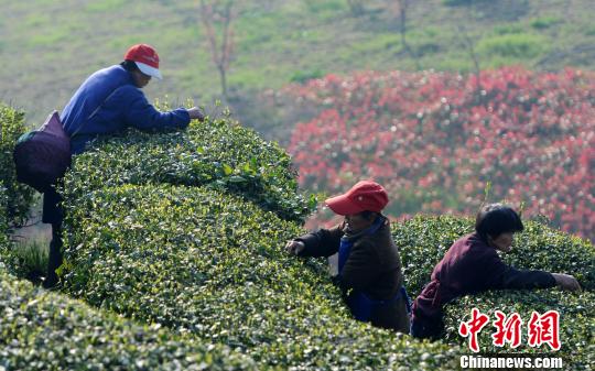清明臨近，廬山云霧茶種植基地開(kāi)始大規模采摘春茶?！『鷩帧z