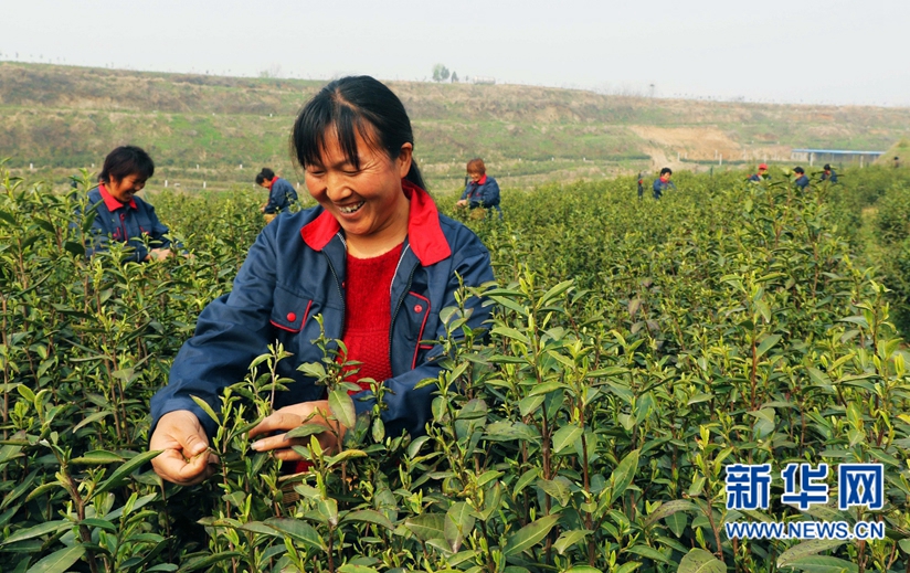 河南內(nèi)鄉(xiāng)：萬(wàn)畝茶園搶采“明前茶”