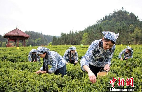 安化黑茶開(kāi)園 周翔 攝