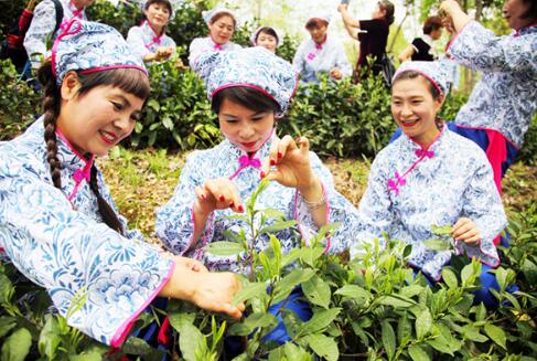 黃山舉行第二屆太平猴魁非遺文化節 可品好茶觀(guān)看茶葉制作程序