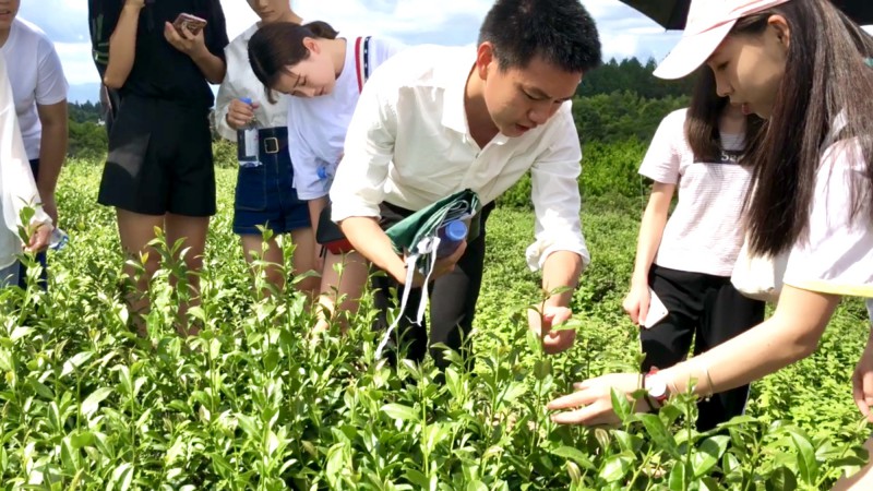 培訓負責人講解茶葉辨認知識