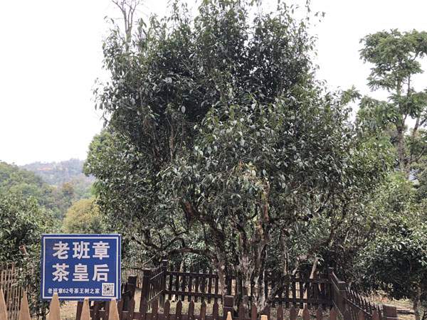 從300元漲到30000元，資本炒作炒高了茶價，炒枯了茶樹！普洱茶何時才能回歸本味？