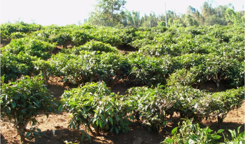 生態(tài)茶園